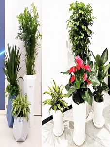 揭秘宁波鄞州花卉租赁方案，开启花卉装饰新篇章